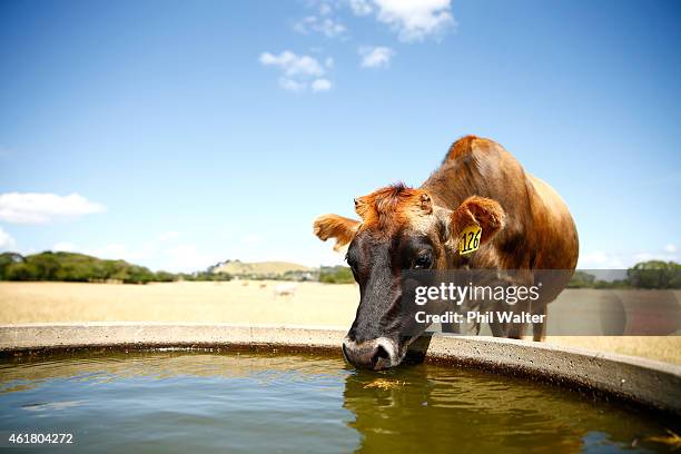 Cow drinks from a water trough in the dry conditions at Ambury Farm on January 20, 2015 in Auckland, New Zealand. Soil-moisture levels across the...