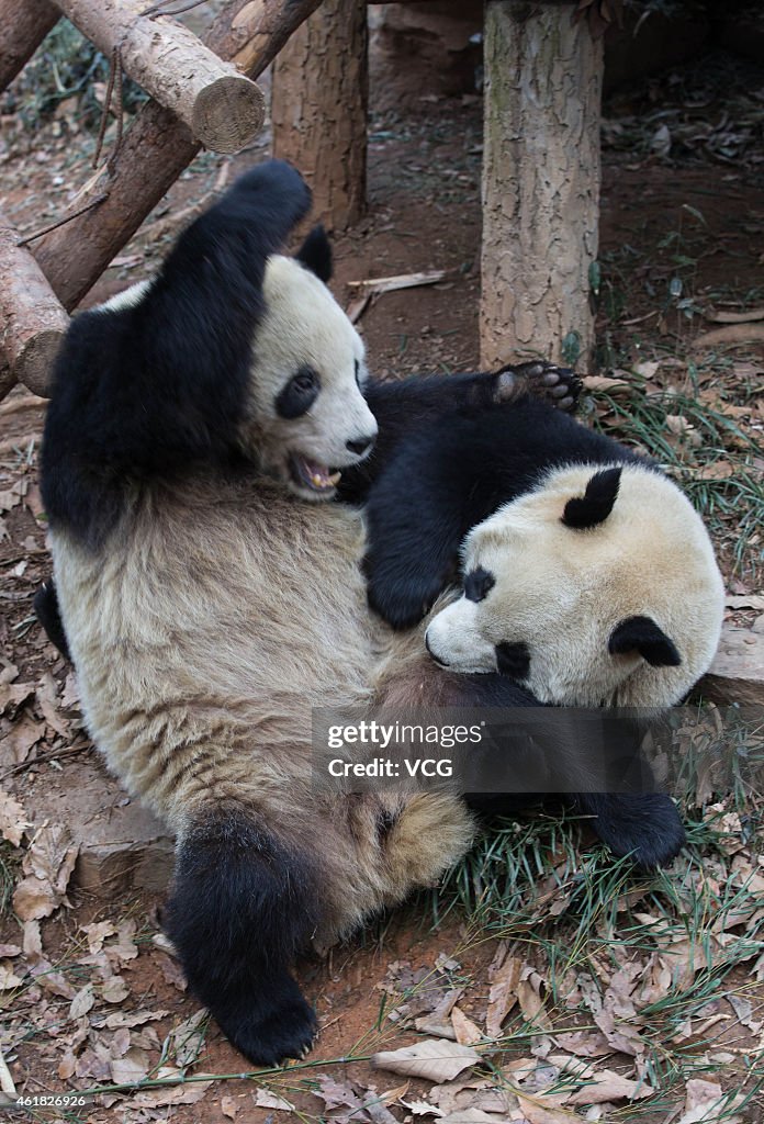 Giant Pandas Play Together In Hangzhou