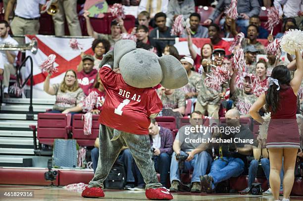 Mascot Big Al of Alabama Crimson Tide during their game against the Kentucky Wildcats at Coleman Coliseum on January 17, 2015 in Tuscaloosa, Alabama....