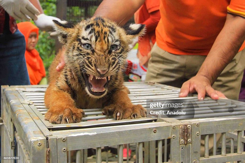 Rabies Vaccine to the Bengal Tiger Cubs in Indonesia