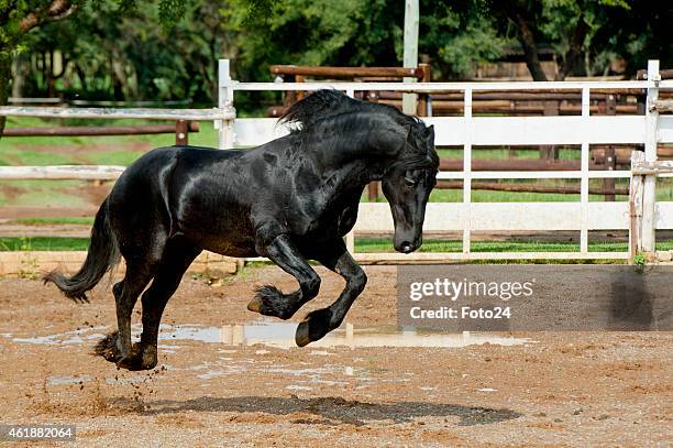Teresa, a horse from Doorndraai Friesian Stud on January 15, 2015 in Pretoria, South Africa. Doorndraai Friesian Stud, was recognised as the best...