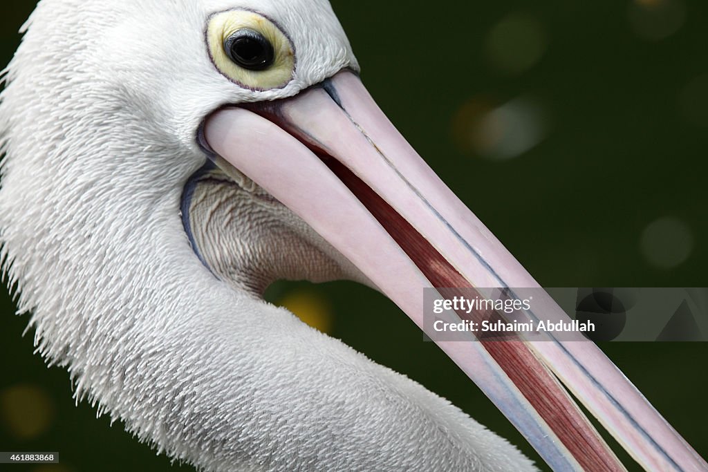 Jurong Bird Park Unveils Latest Aviary