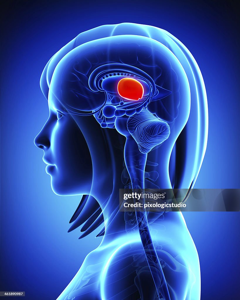 Only Mid Brain Brain Anatomy Midbrain Cross Section High-Res Stock Photo - Getty Images