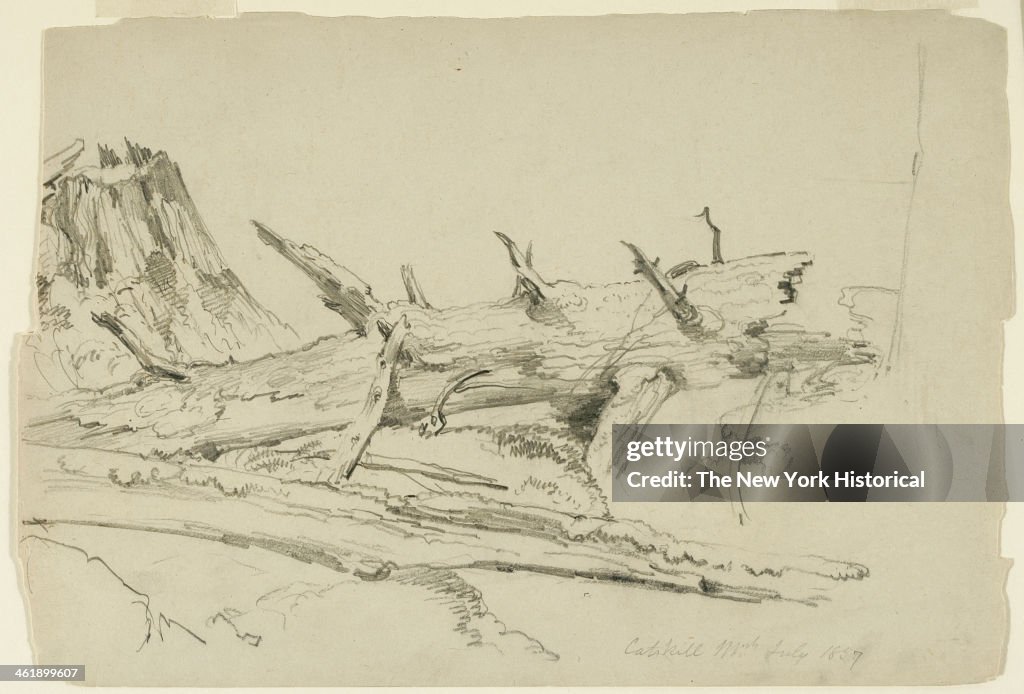 Fallen Tree Draw Fallen Tree Drawing