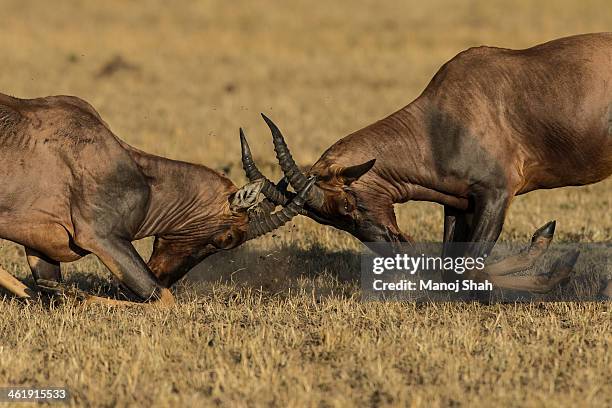 124 Horned Animals Fighting Head To Head Photos and Premium High Res Pictures - Getty Images 124 Horned Animals Fighting Head To Head Photos and Premium High Res Pictures - Getty Images