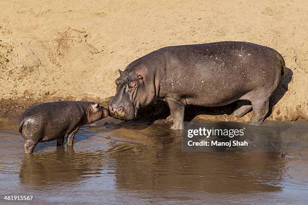 hippo baby nuzzling mother - baby hippo stock pictures, royalty-free photos & images