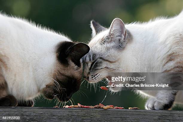 cats competing - cats fighting stock pictures, royalty-free photos & images
