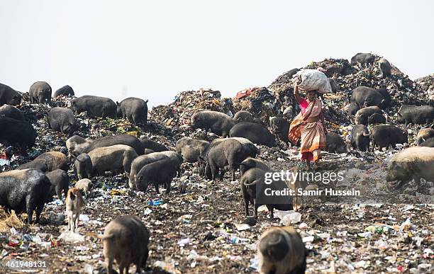 Woman, surrounded by pigs, searches through a rubbish tip by the Kapali Bagan slum for useful artifacts to sell on December 10, 2013 in Kolkata,...