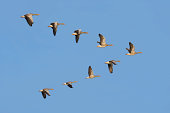 Flock of Greylag geese in the sky