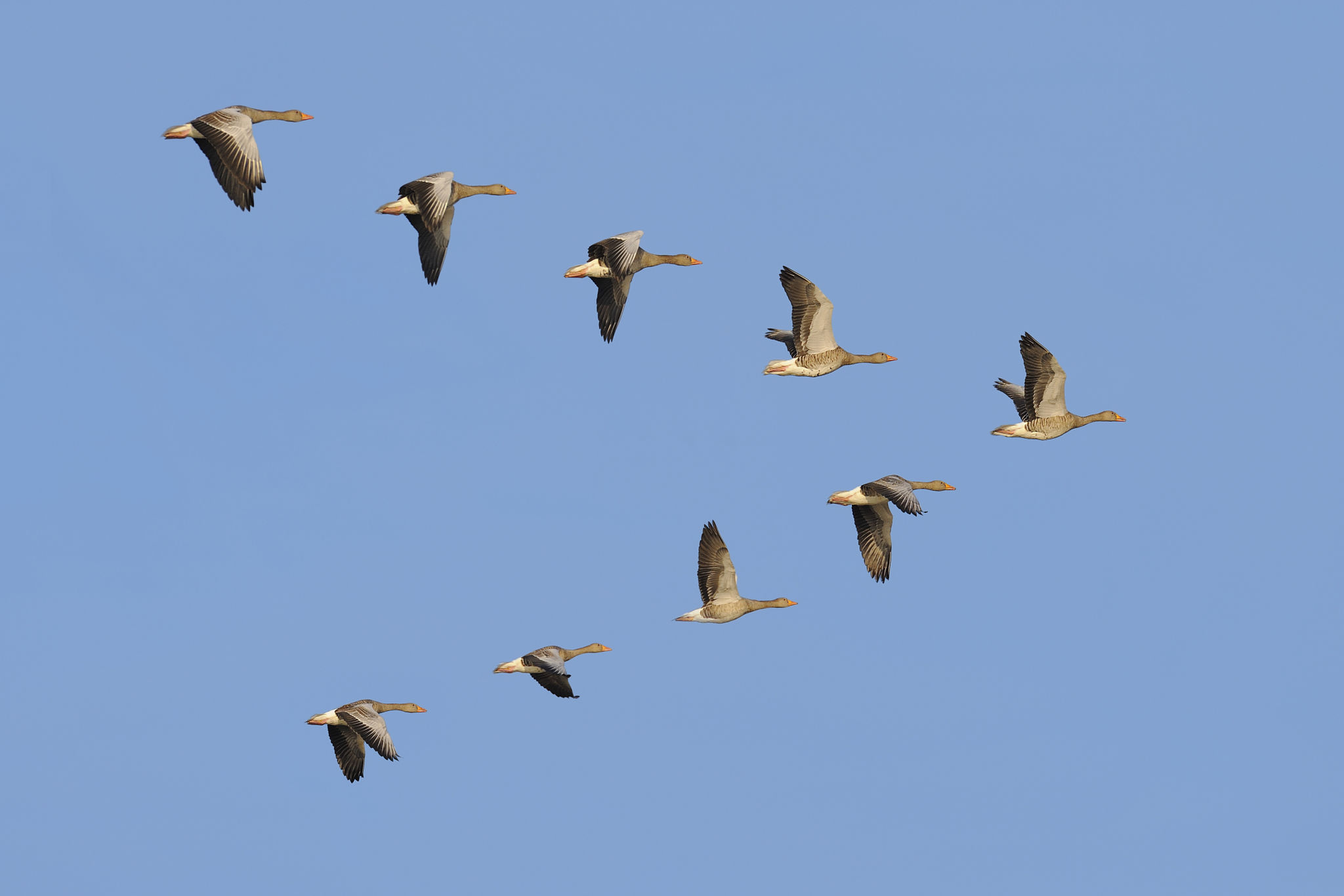 migratory birds