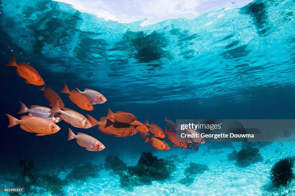 School of fish over shallow reef