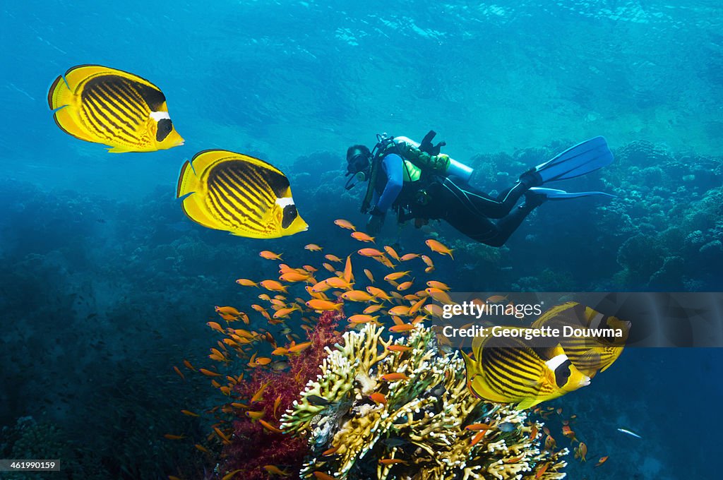 Male scuba diver over coral reef