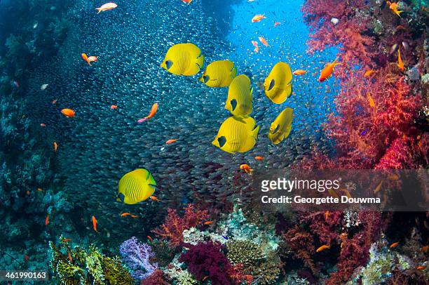 coral reef scenery with butterflyfish - coral reef stock-fotos und bilder
