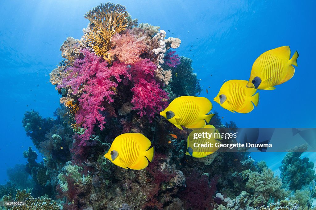 Golden butterflyfish over coral reef