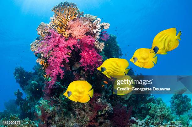 golden butterflyfish over coral reef - soft coral stockfoto's en -beelden