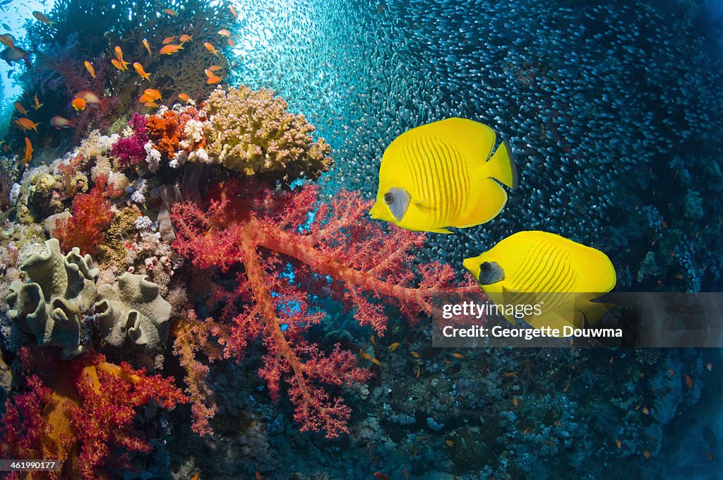Golden butterflyfish over coral reef