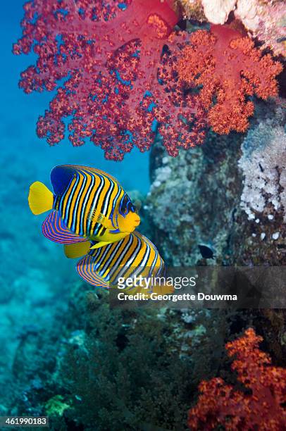 regal angelfish with soft coral - kaiserfisch stock-fotos und bilder