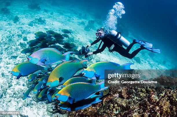 male scuba diver with camera and parrotfish - parrotfish imagens e fotografias de stock