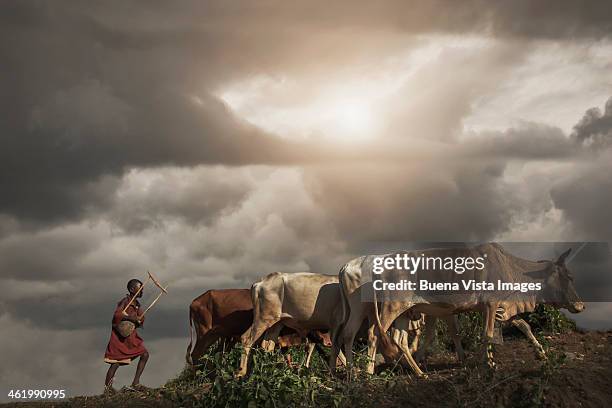young karo tribe boy with cows - herding stock pictures, royalty-free photos & images