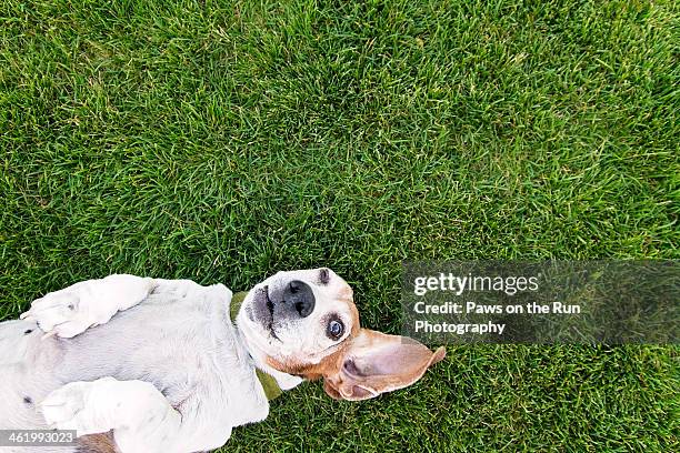 bassett hound on back - basset stock-fotos und bilder