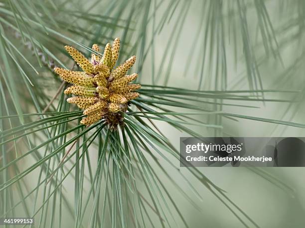 aleppo pine - aleppo pine stock pictures, royalty-free photos & images