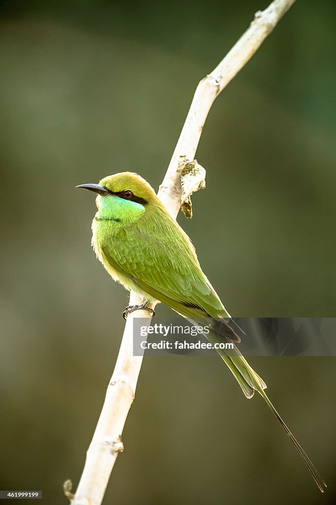 Green Bee Eater