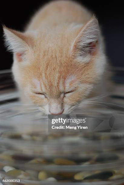 cat is drinking water - cat drinking water stock pictures, royalty-free photos & images