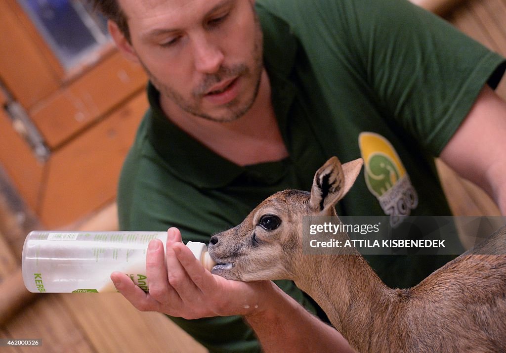 HUNGARY-ANIMALS-ZOO-ANTELOPE