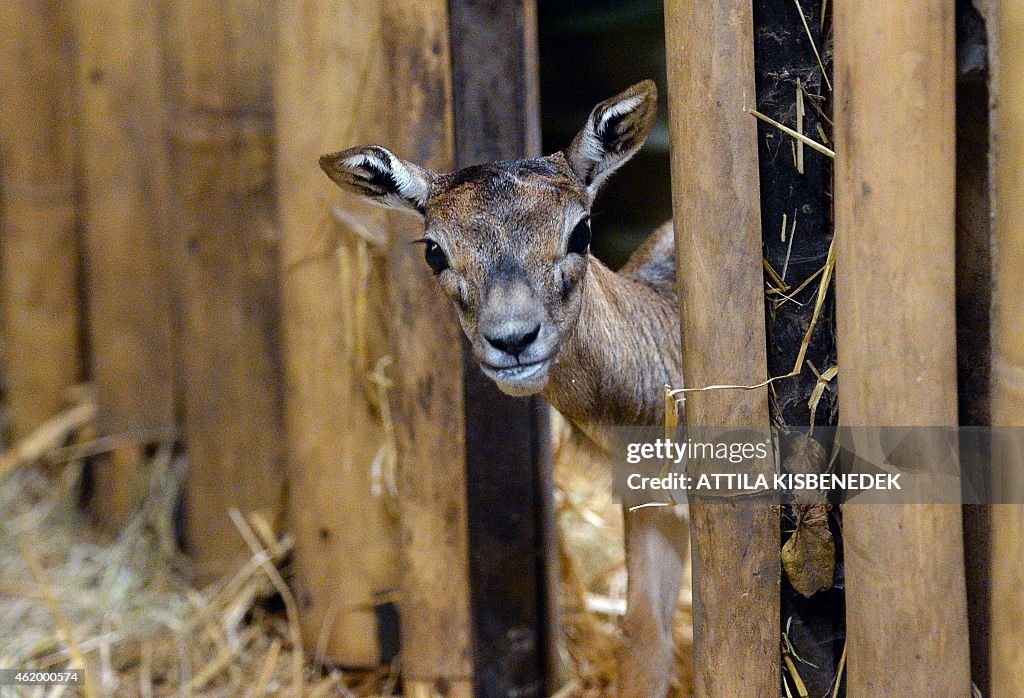 HUNGARY-ANIMALS-ZOO-ANTELOPE