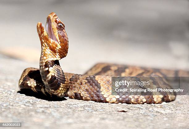 cottonmouth - cottonmouth snake stock pictures, royalty-free photos & images