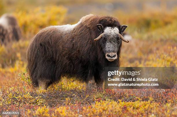 young musk ox at eye level - musk ox stock pictures, royalty-free photos & images