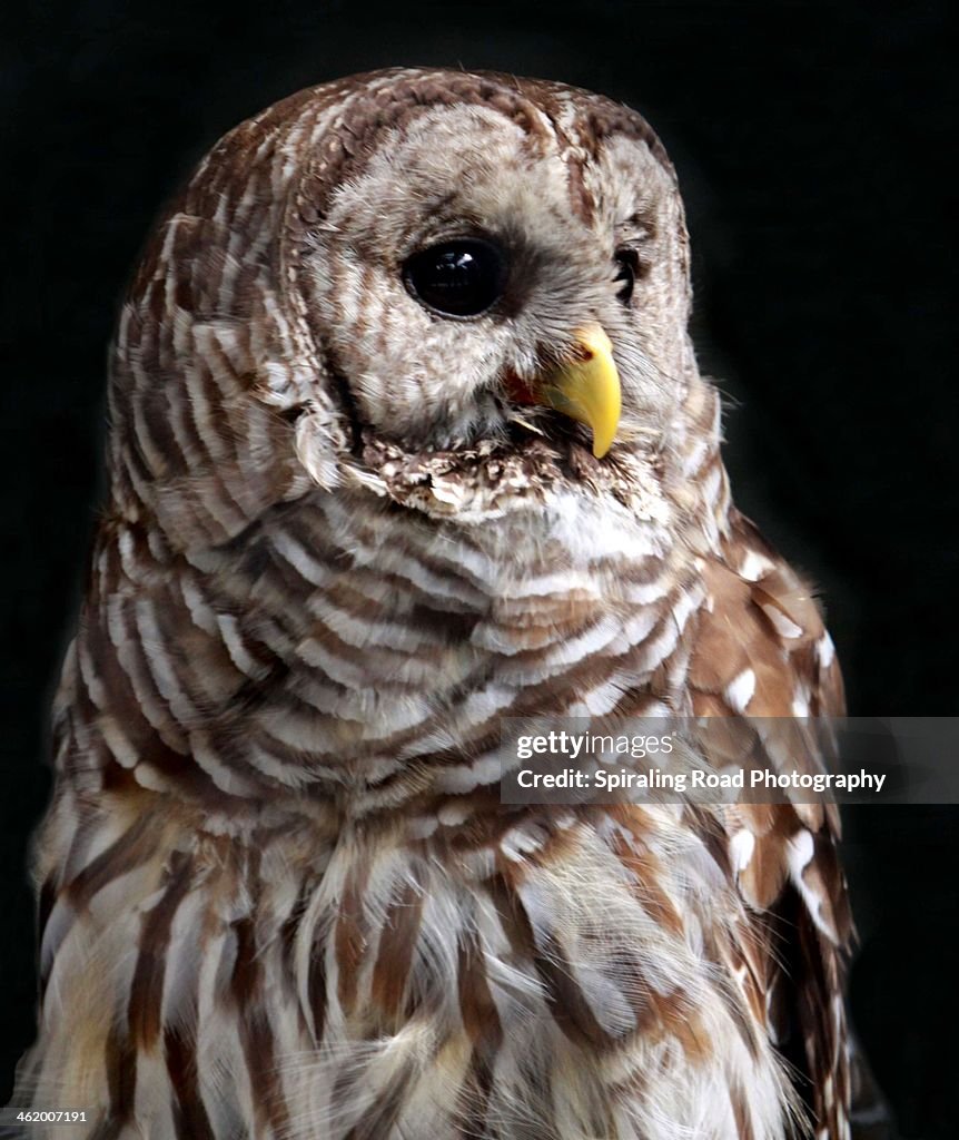 Barred owl