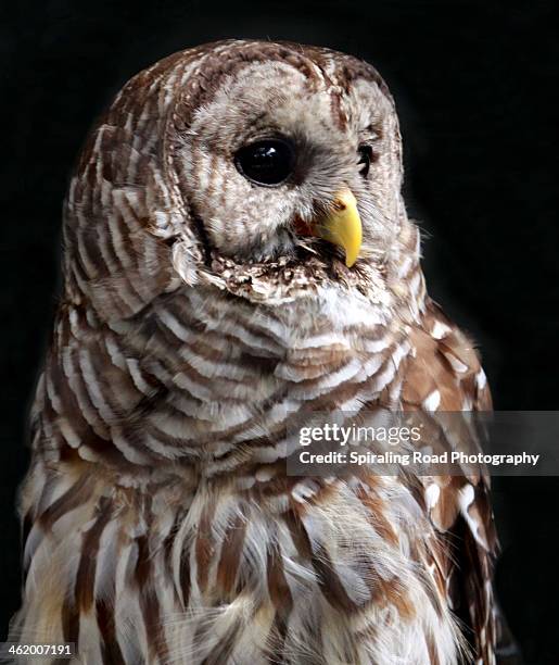 barred owl - hoot owl stock pictures, royalty-free photos & images