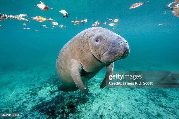 west indian manatee - manatee stockfoto's en -beelden