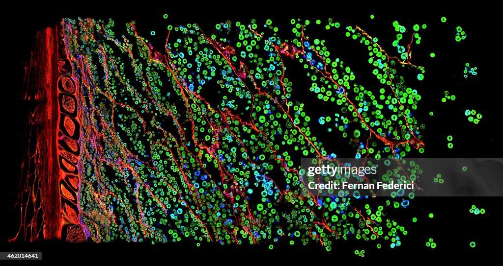 Confocal microscopy of plant tissue