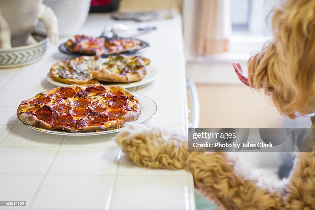 Goldendoodle wants pizza