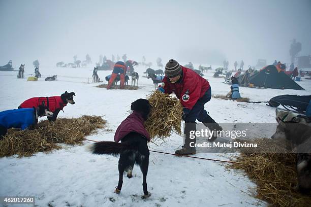 Musher lays out straw after stage during The Sedivackuv Long 2015 dog sled race in the Orlicke mountains on January 23, 2015 near the village of...