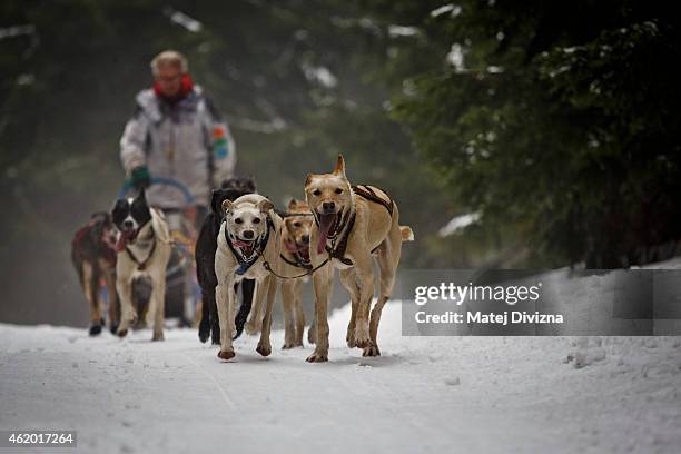 Musher competes with his dogs in The Sedivackuv Long 2015 dog sled race in the Orlicke mountains on January 23, 2015 near the village of Destne v...