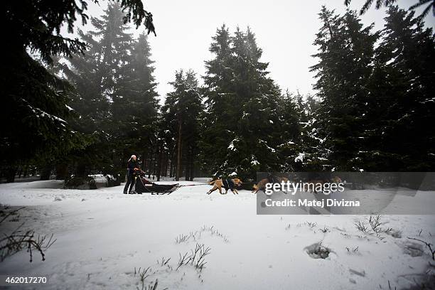 Musher competes with his dogs in The Sedivackuv Long 2015 dog sled race in the Orlicke mountains on January 23, 2015 near the village of Destne v...