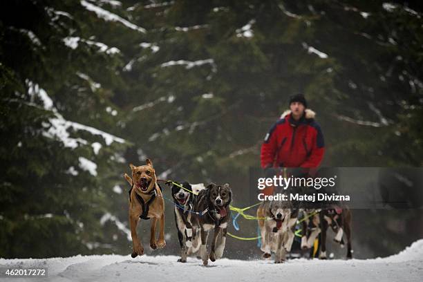 Musher competes with his dogs in The Sedivackuv Long 2015 dog sled race in the Orlicke mountains on January 23, 2015 near the village of Destne v...