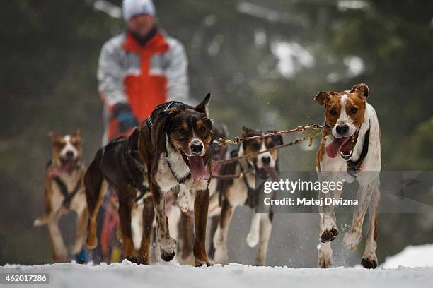 Musher competes with his dogs in The Sedivackuv Long 2015 dog sled race in the Orlicke mountains on January 23, 2015 near the village of Destne v...