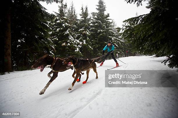 Man skis behind his dogs during The Sedivackuv Long 2015 dog sled race in the Orlicke mountains on January 23, 2015 near the village of Destne v...