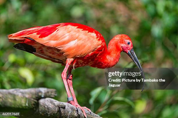 pink ibis on the branch - wildlife tracking tag stock pictures, royalty-free photos & images