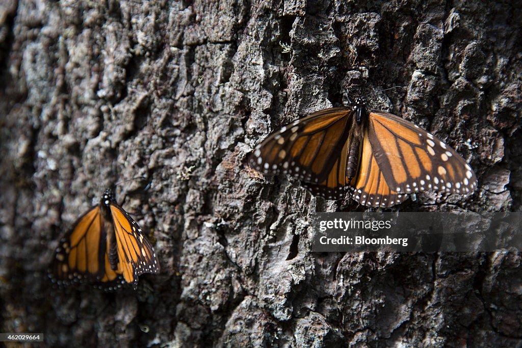 Climate Change Threatens Monarch Butterfly Migration, Eco-Tourism