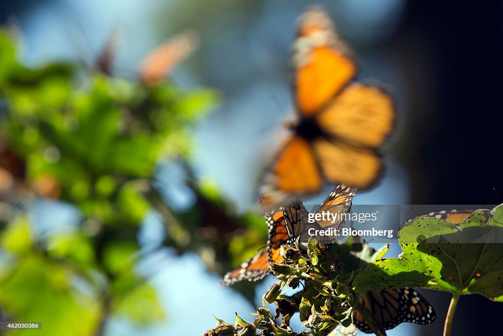 Climate Change Threatens Monarch Butterfly Migration, Eco-Tourism