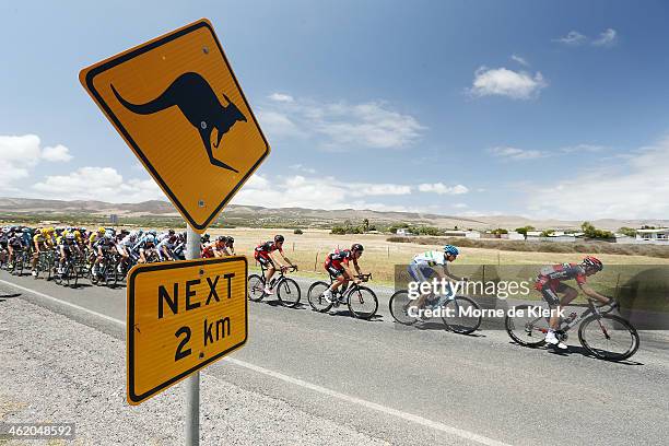 The peleton rides past a roadsign warning of kangaroos during Stage 5 of the 2015 Santos Tour Down Under on January 24, 2015 in Adelaide, Australia.