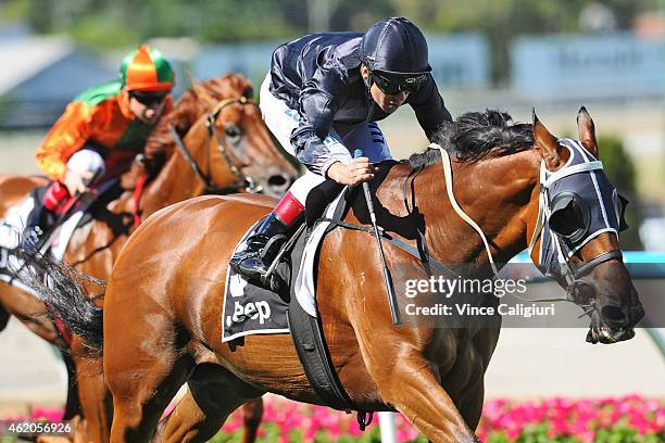 Vlad Duric riding Mourinho wins Race 7, the Jeep Australia Stakes during Melbourne racing at Moonee Valley Racecourse on January 24, 2015 in...