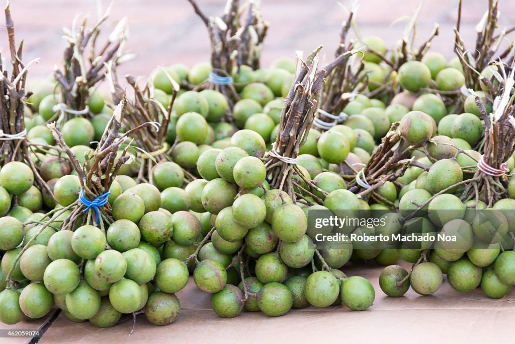 Melicoccus bijugatus, commonly called Spanish lime, genip,...