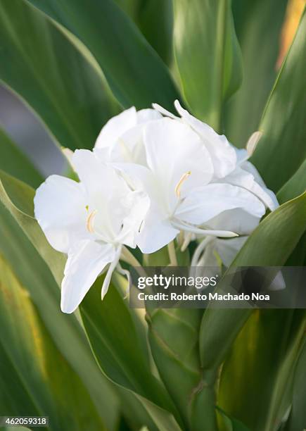 37 Hedychium Photos And Premium High Res Pictures Getty Images 37 Hedychium Photos And Premium High Res Pictures Getty Images
