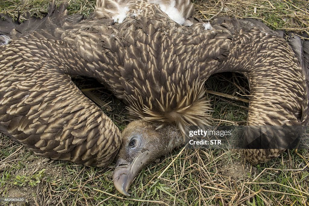 INDIA-ENVIRONMENT-VULTURES